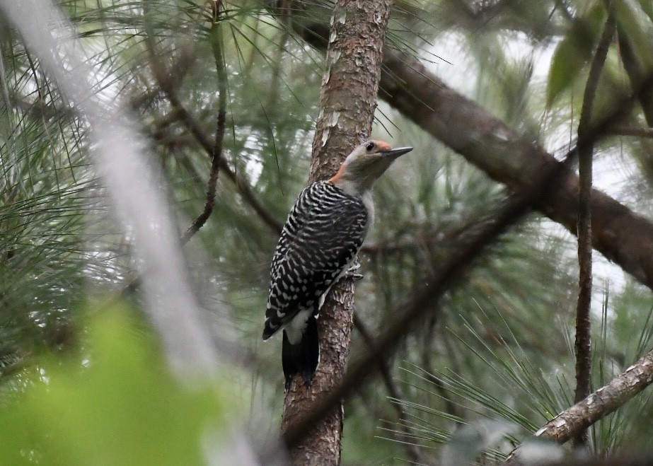 Red-bellied Woodpecker - Joe Wujcik