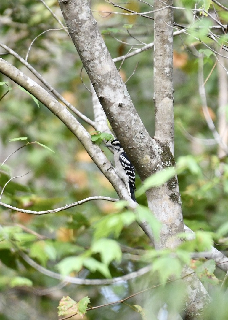 Downy Woodpecker - Joe Wujcik