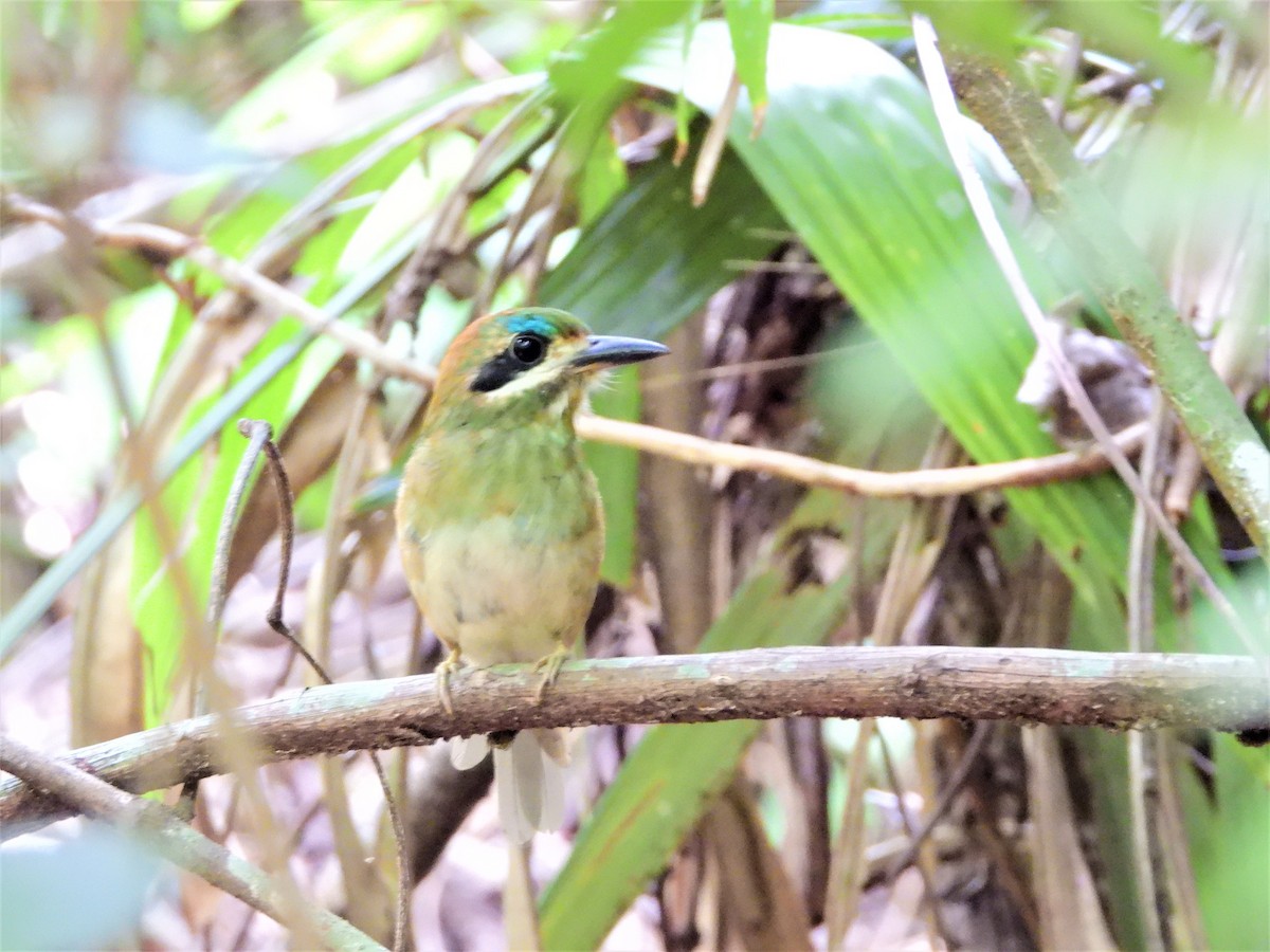 Tody Motmot - ML179161021