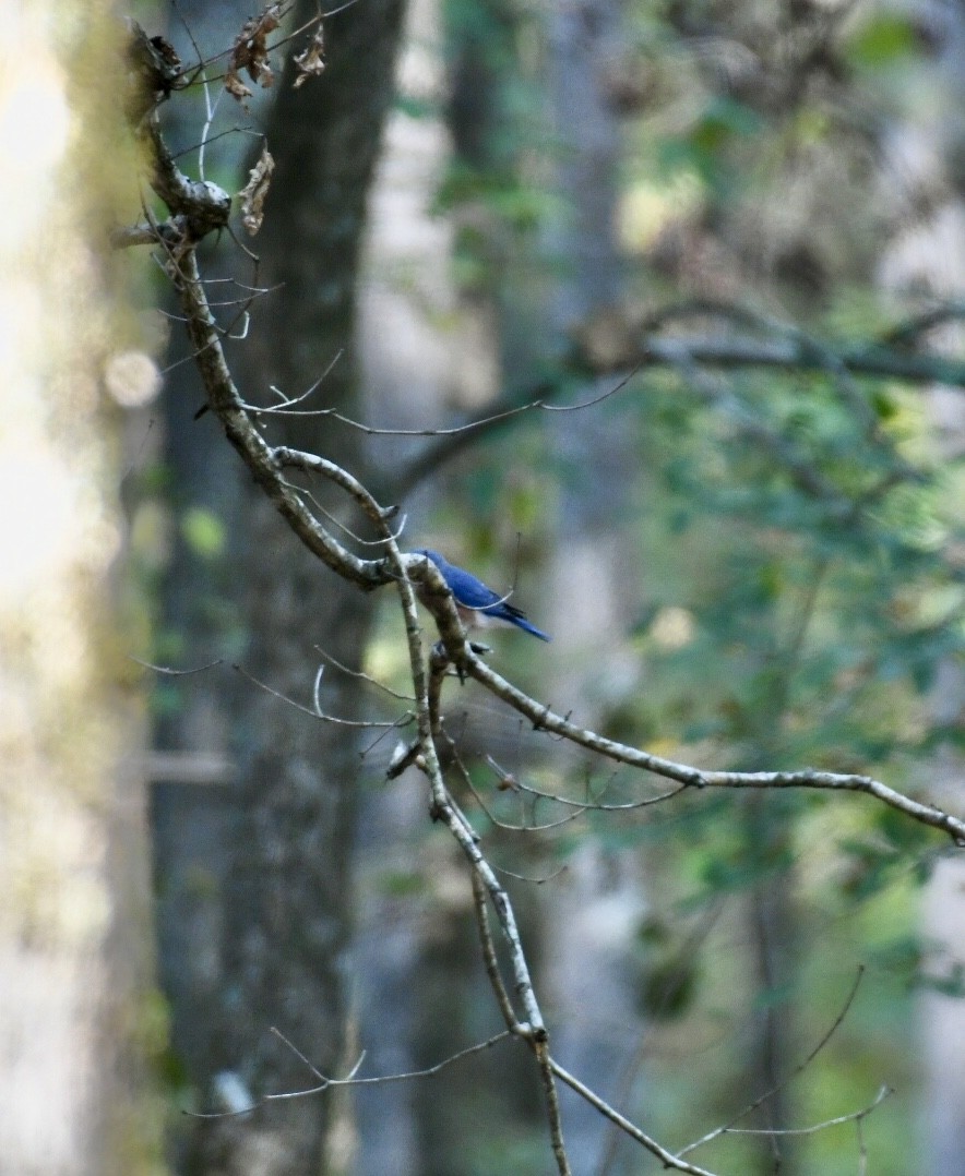 Eastern Bluebird - ML179161751