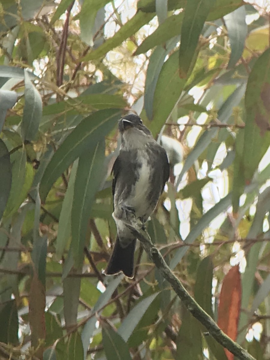 Olive-sided Flycatcher - ML179162471