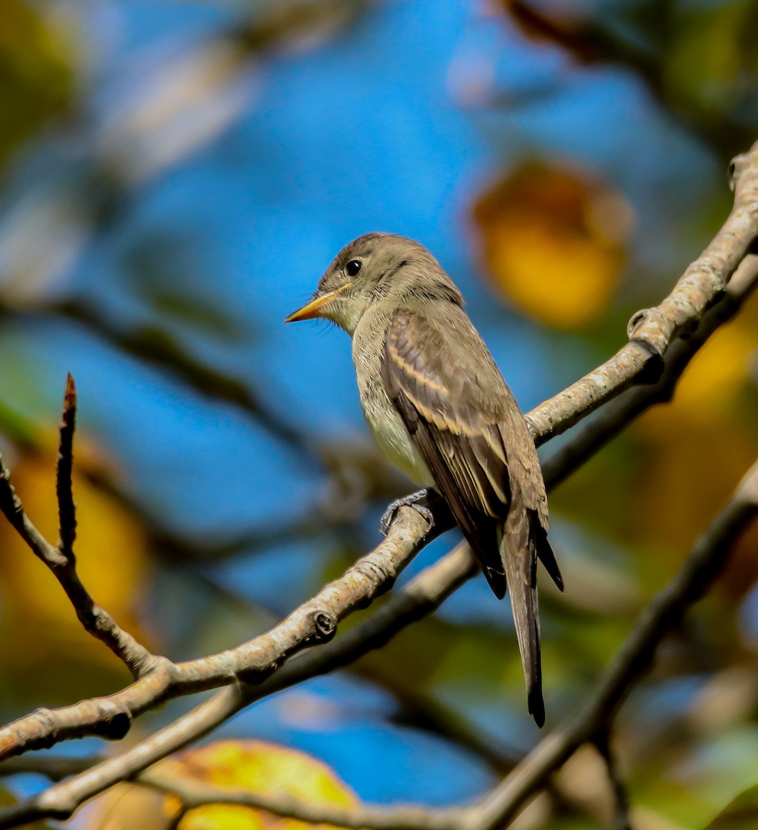 Eastern Wood-Pewee - Hin Ki  & Queenie  Pong