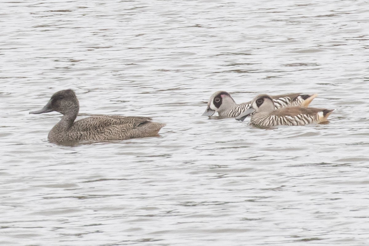 Freckled Duck - ML179163601