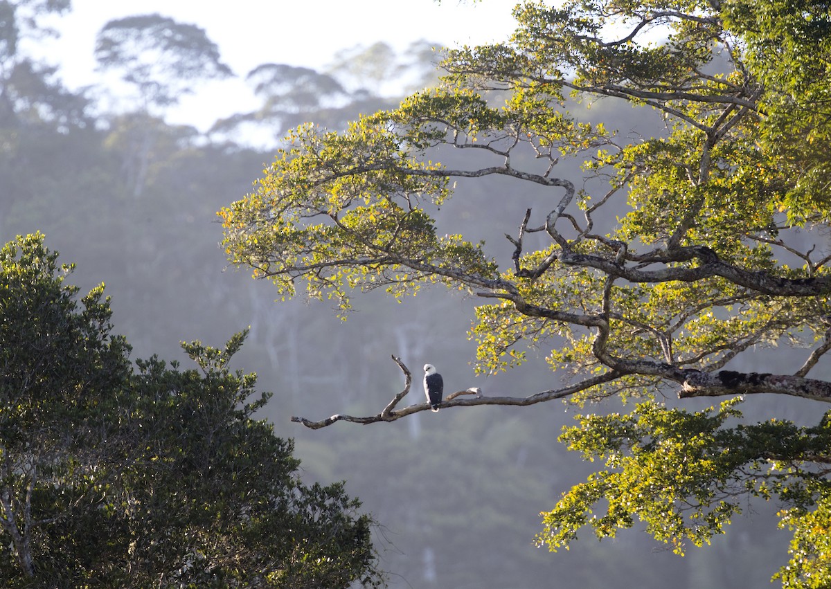 Mantled Hawk - Ciro Albano / Brazil Birding Experts