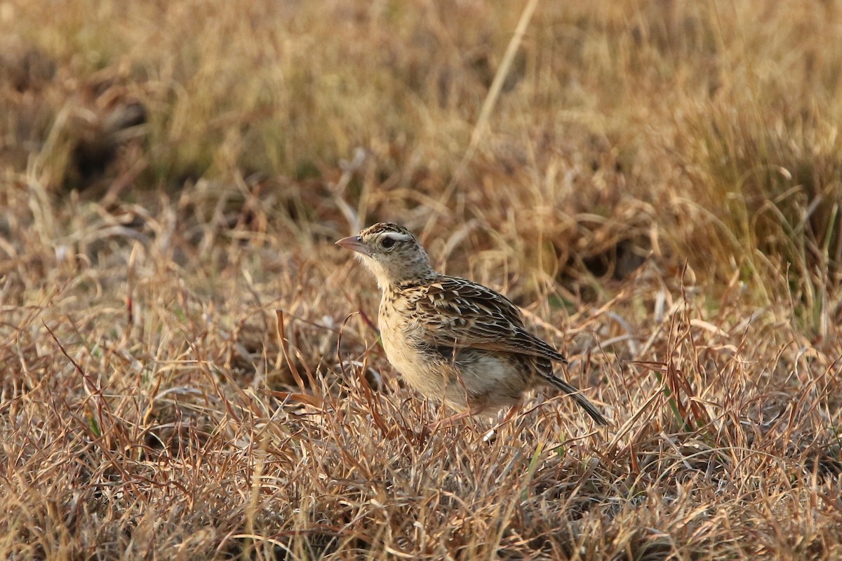 Rudd's Lark - Olivier Langrand