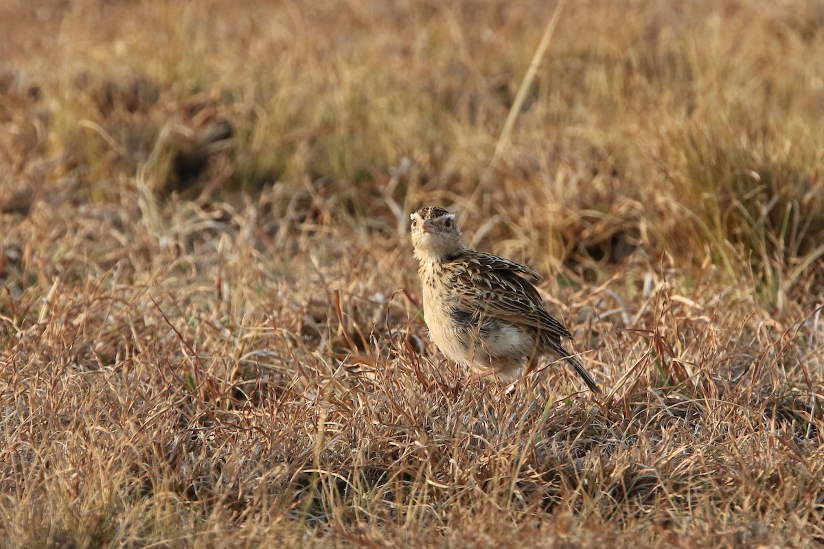Rudd's Lark - Olivier Langrand