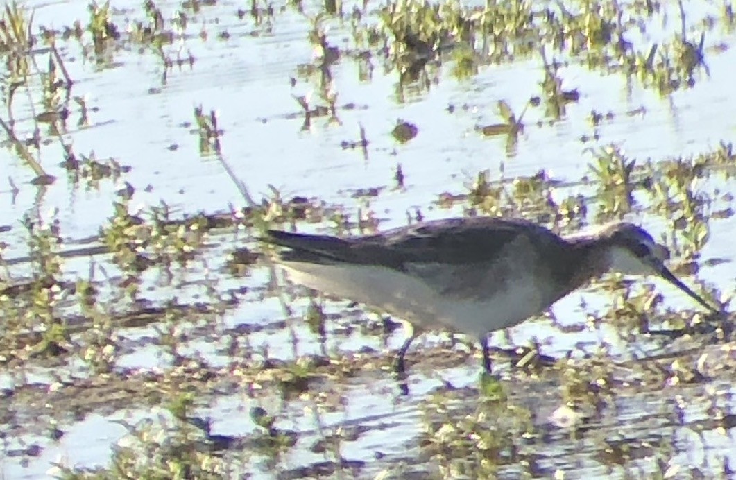 Phalarope de Wilson - ML179167431