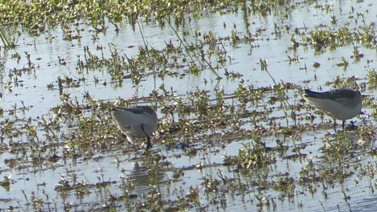 Wilson's Phalarope - logan kahle