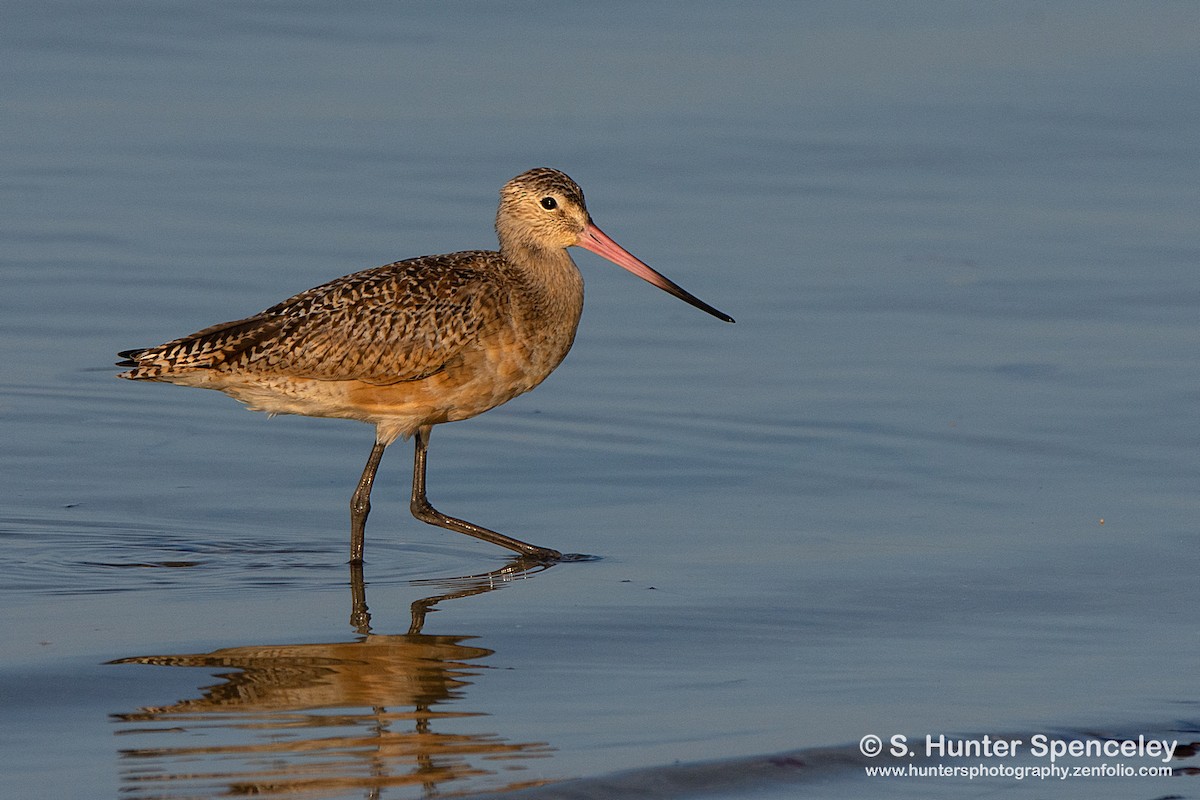 Marbled Godwit - S. Hunter Spenceley