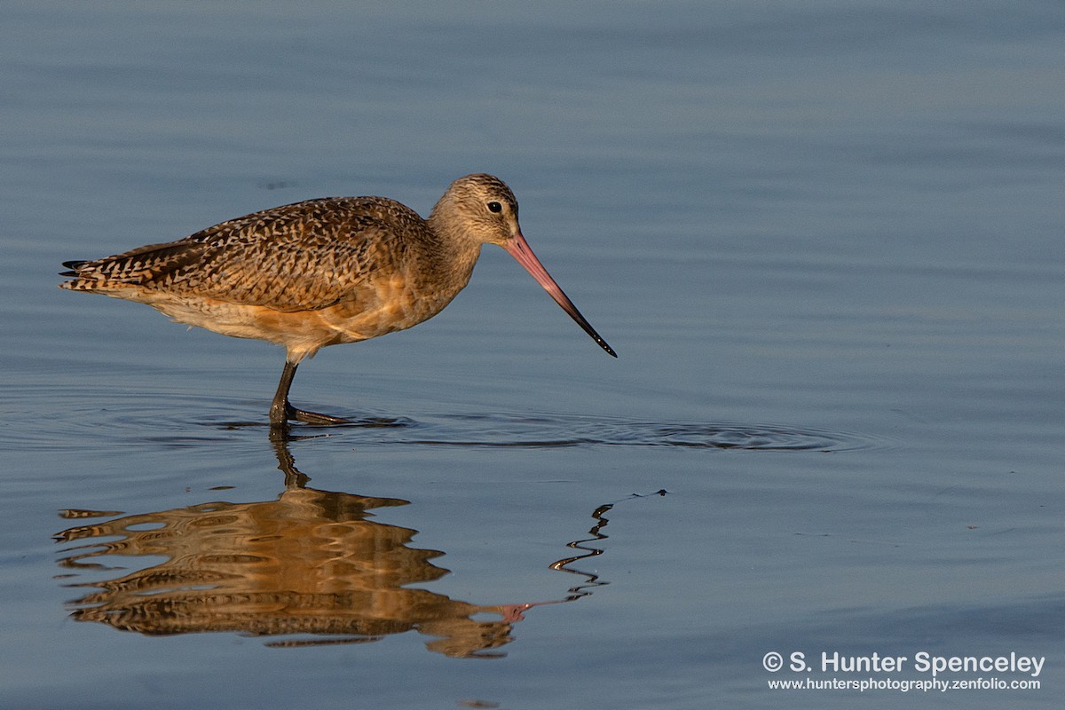 Marbled Godwit - S. Hunter Spenceley