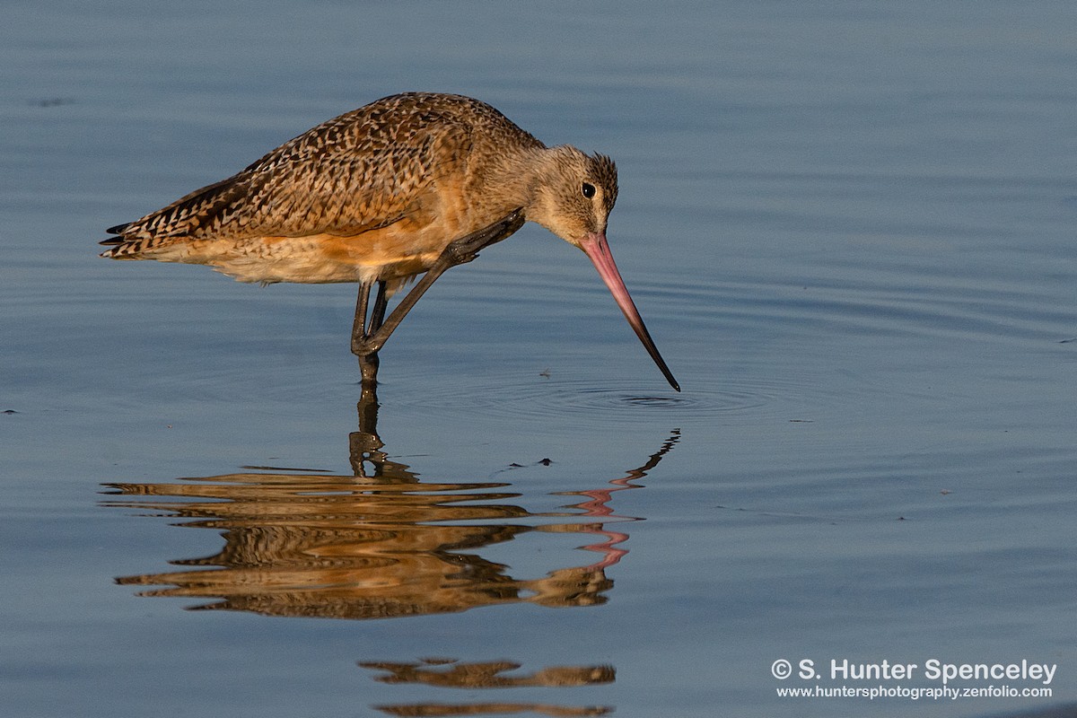 Marbled Godwit - S. Hunter Spenceley