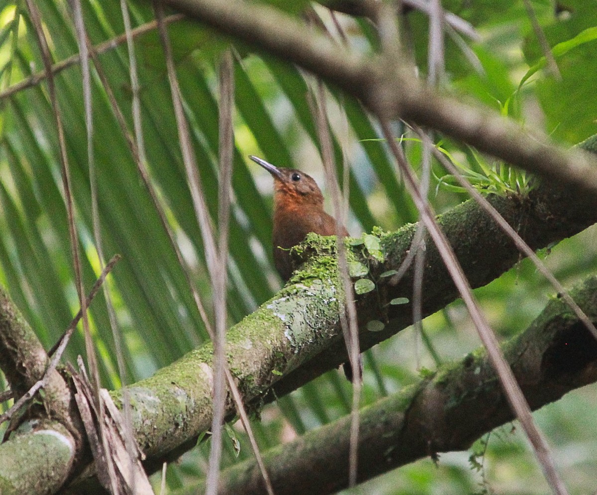 South American Leaftosser (Guianan) - ML179170421