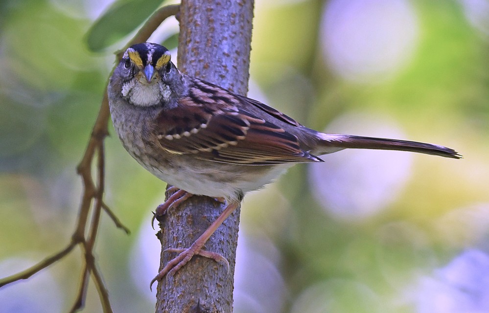 White-throated Sparrow - Dick Horsey
