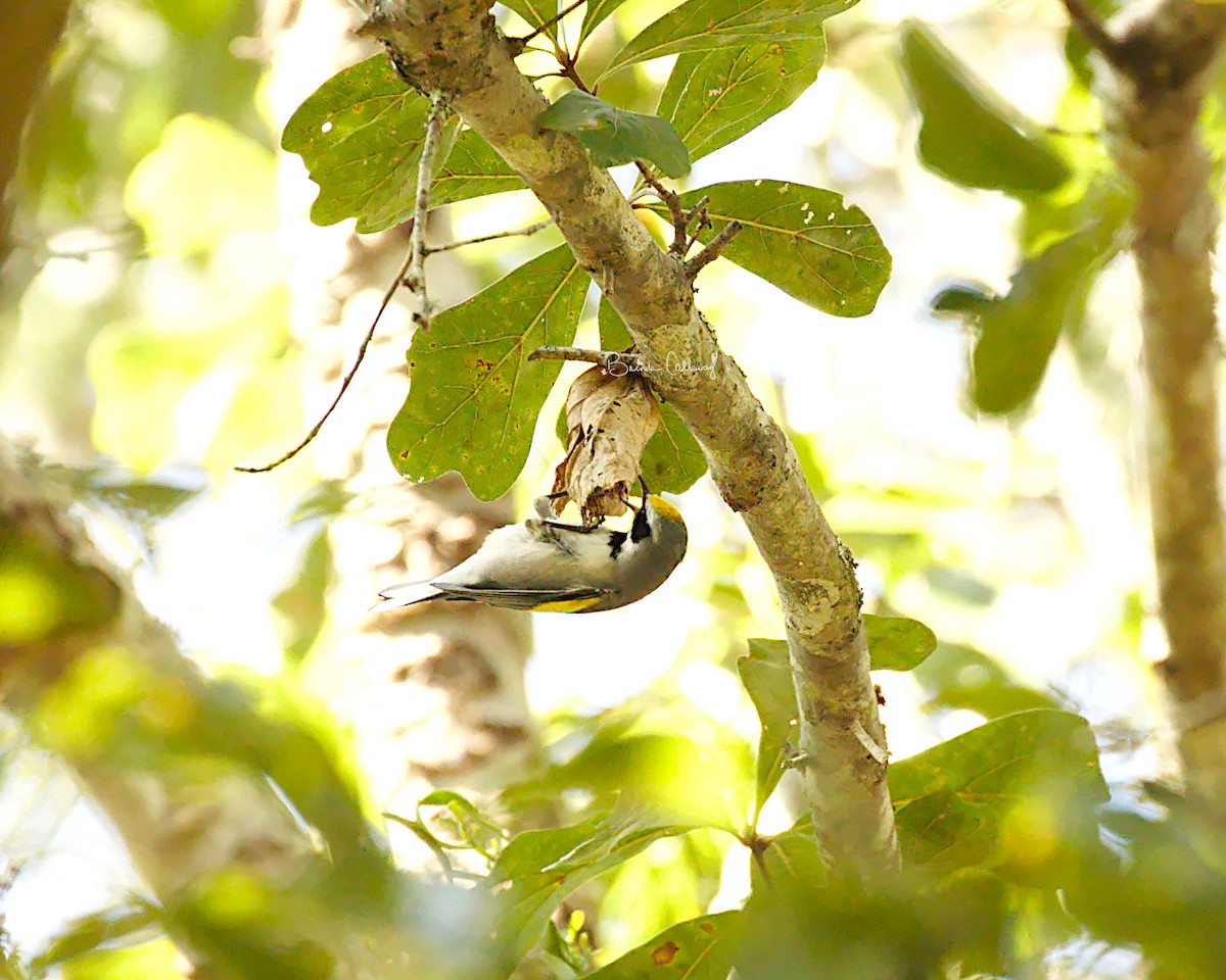 Golden-winged Warbler - ML179174681