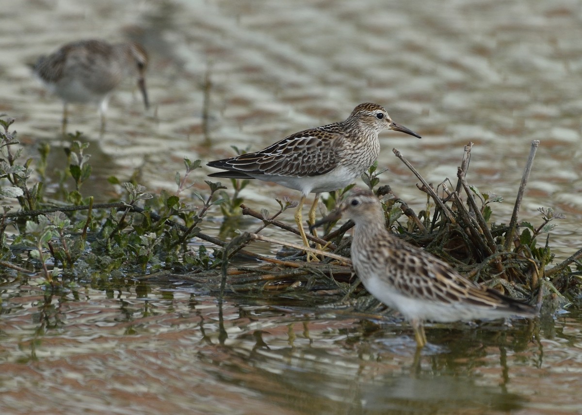 Pectoral Sandpiper - ML179174931