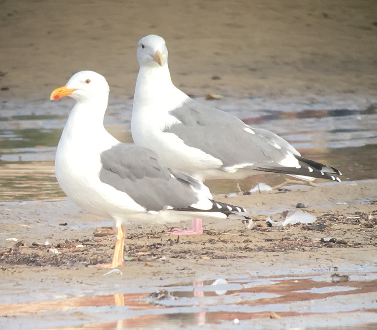 Western Gull - logan kahle