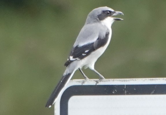 Loggerhead Shrike - Chuck Hignite