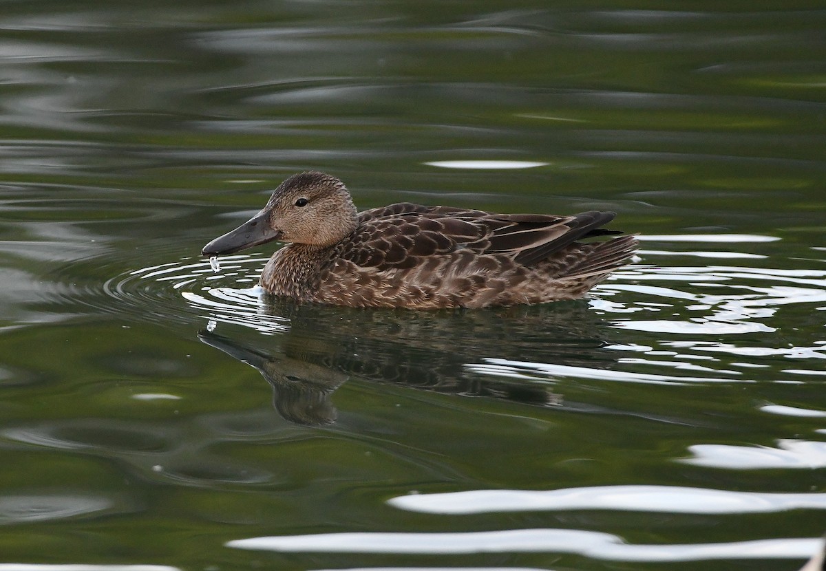 Cinnamon Teal - ML179179701