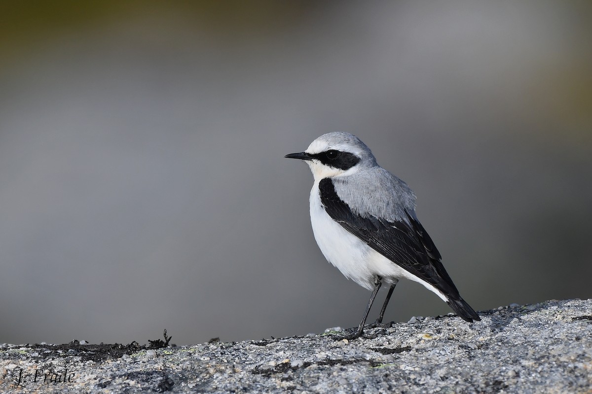 Northern Wheatear - José Frade