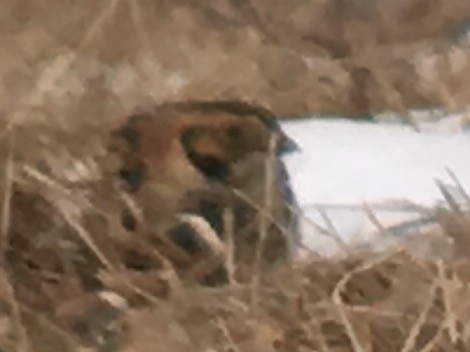 Lapland Longspur - ML179180311