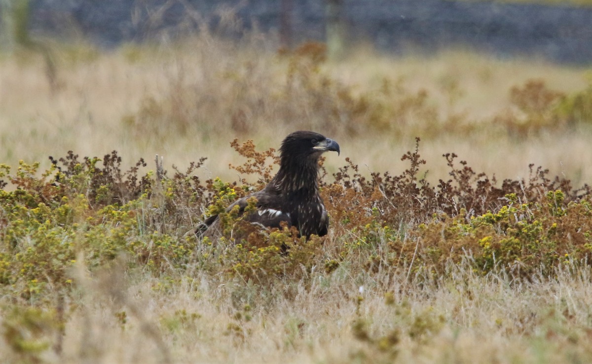 Bald Eagle - ML179181931