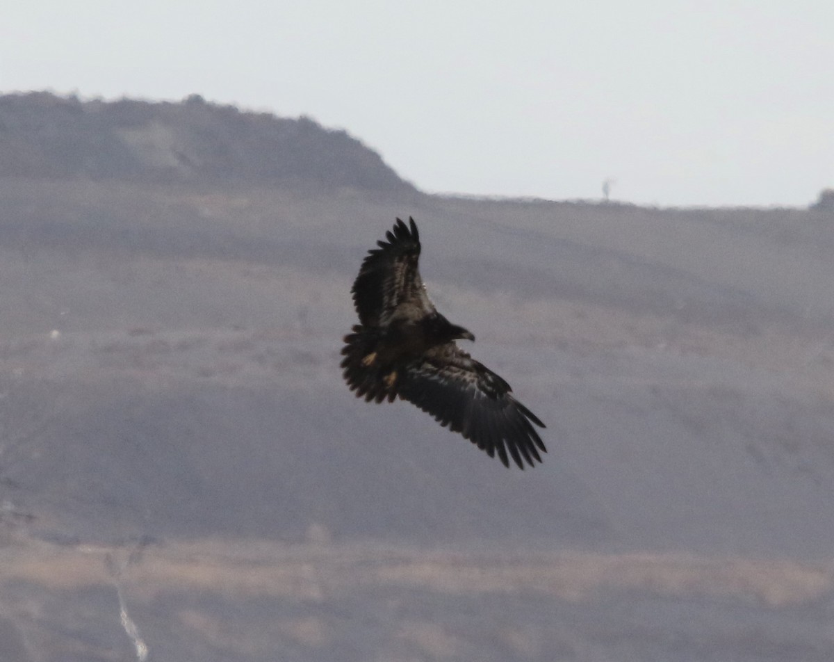 Bald Eagle - ML179181941