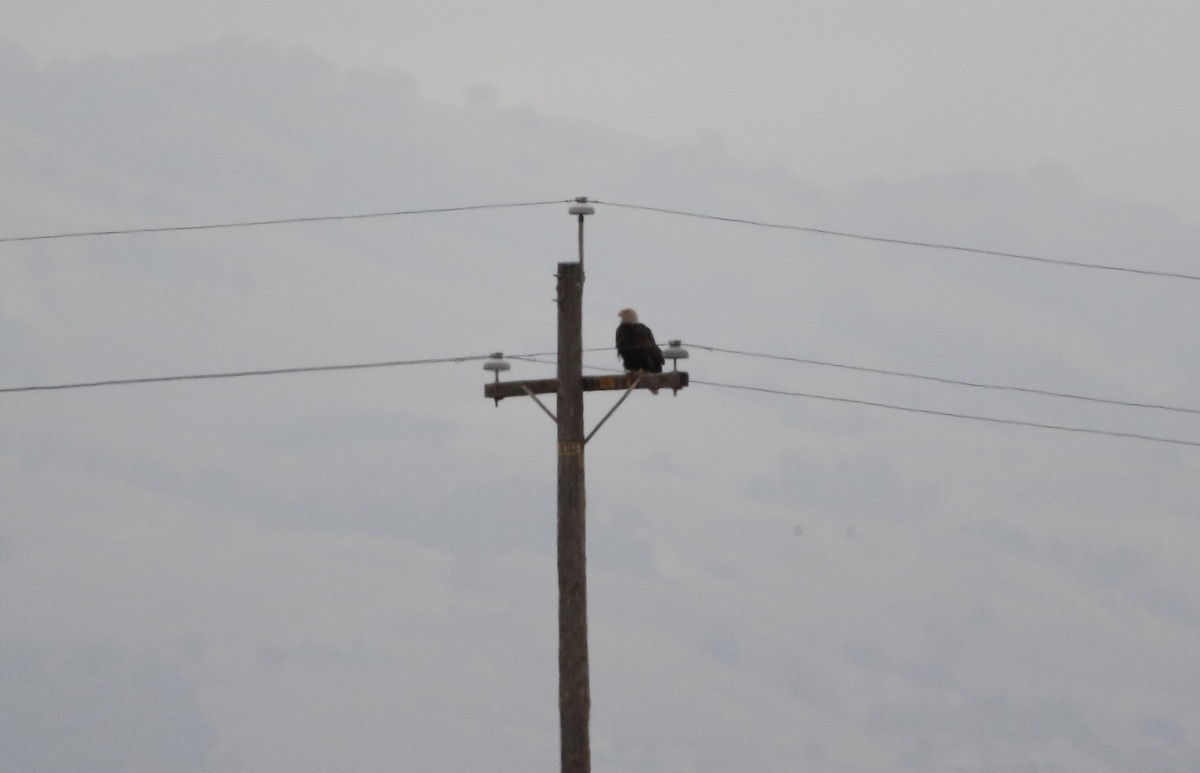 Bald Eagle - ML179181951