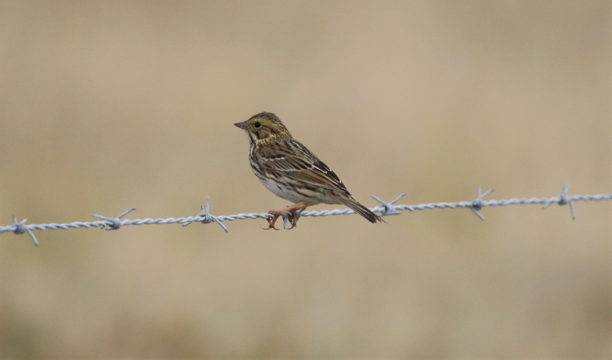 Savannah Sparrow - Ryan Phillips