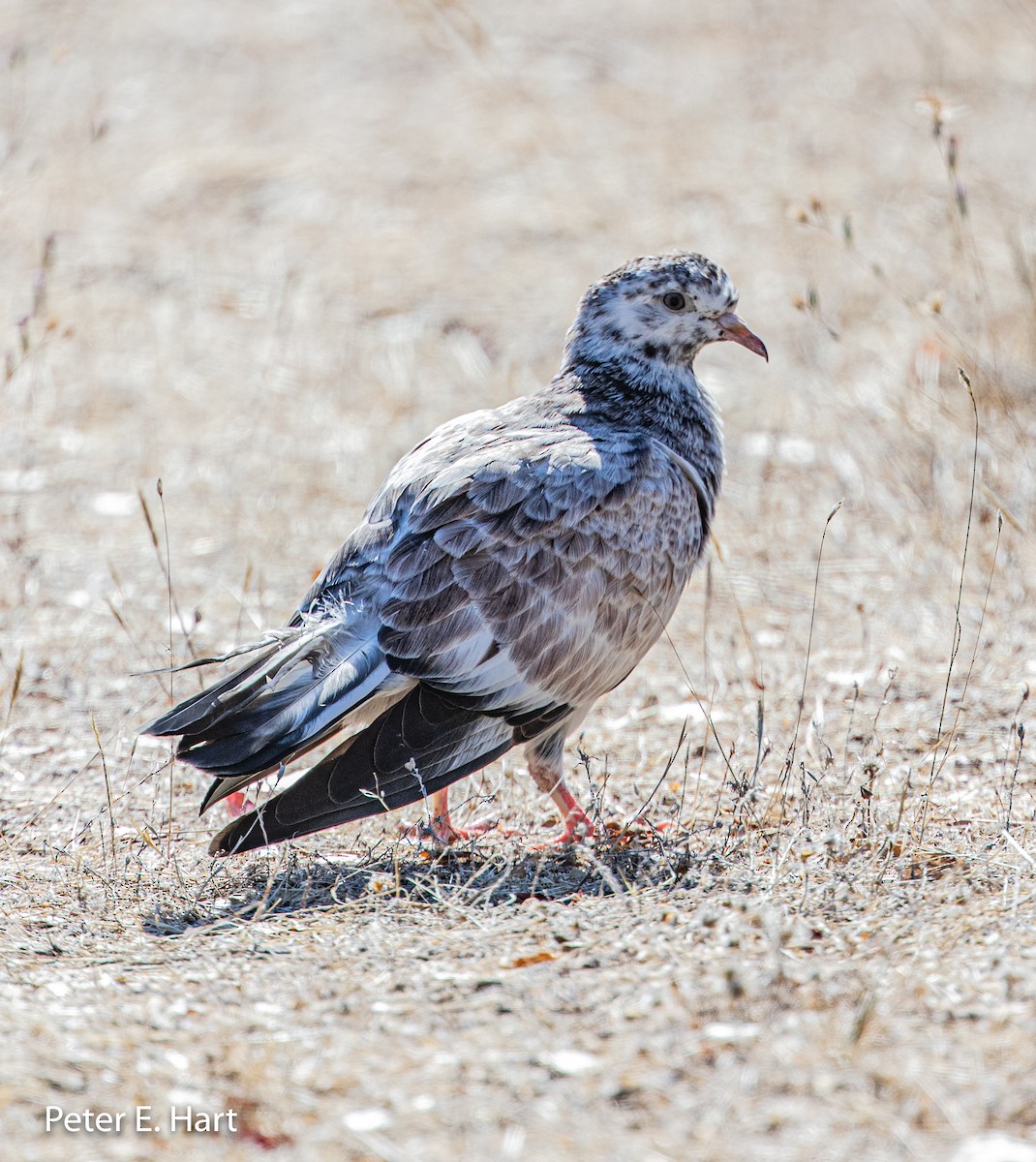 Rock Pigeon (Feral Pigeon) - ML179182461