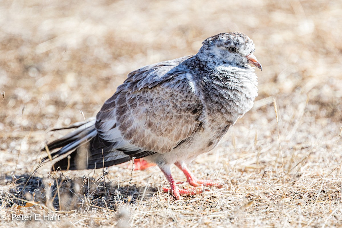 Rock Pigeon (Feral Pigeon) - ML179182511