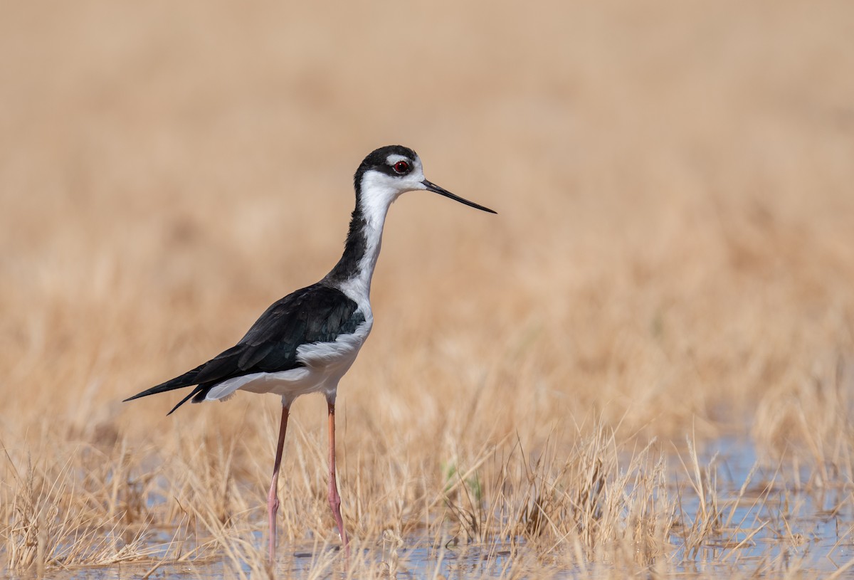 Black-necked Stilt - Levi Plummer