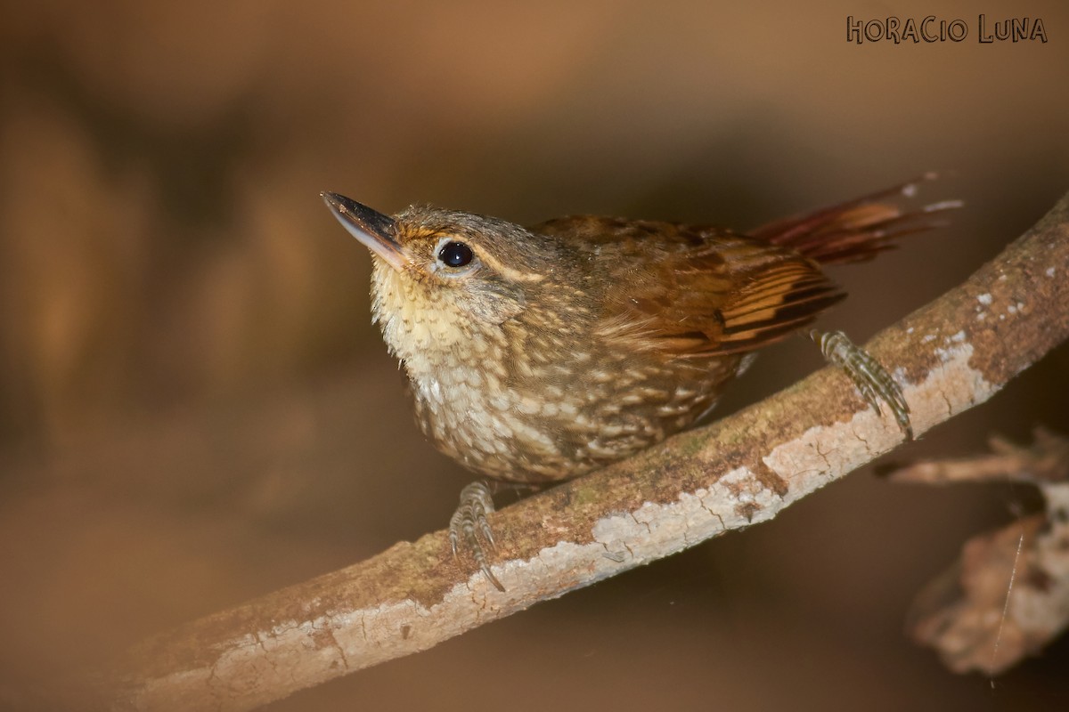 Buff-browed Foliage-gleaner - ML179182671