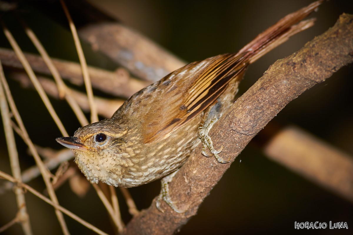 Buff-browed Foliage-gleaner - ML179183131