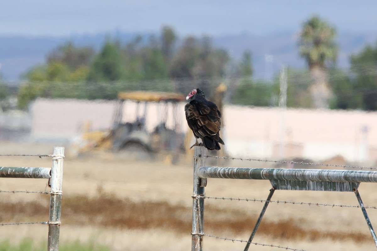 Turkey Vulture - ML179183181