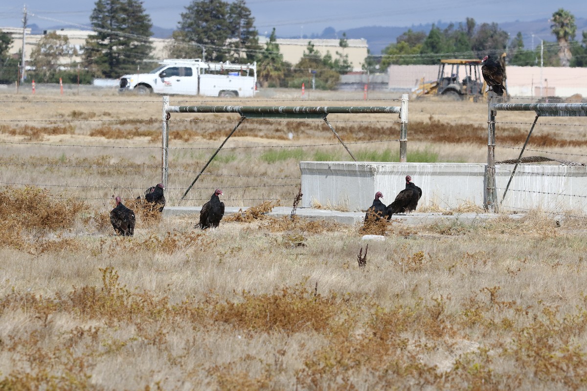 Turkey Vulture - ML179183201