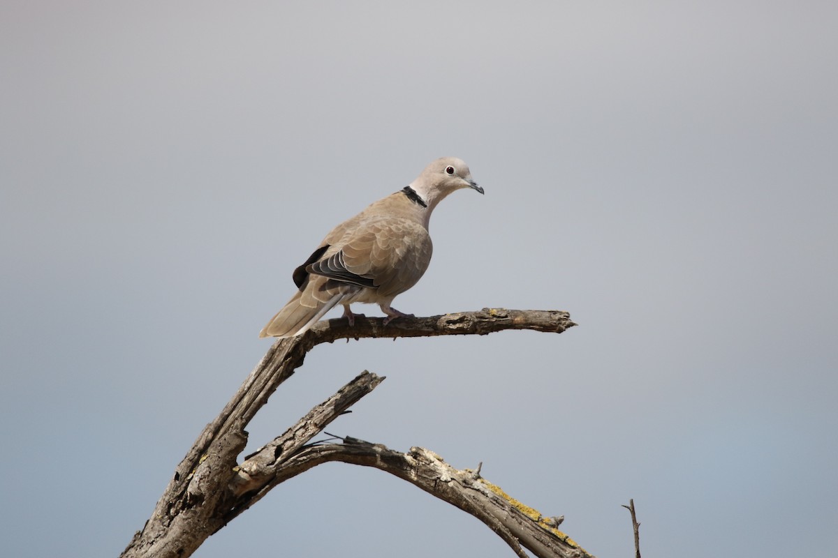 Eurasian Collared-Dove - ML179183251