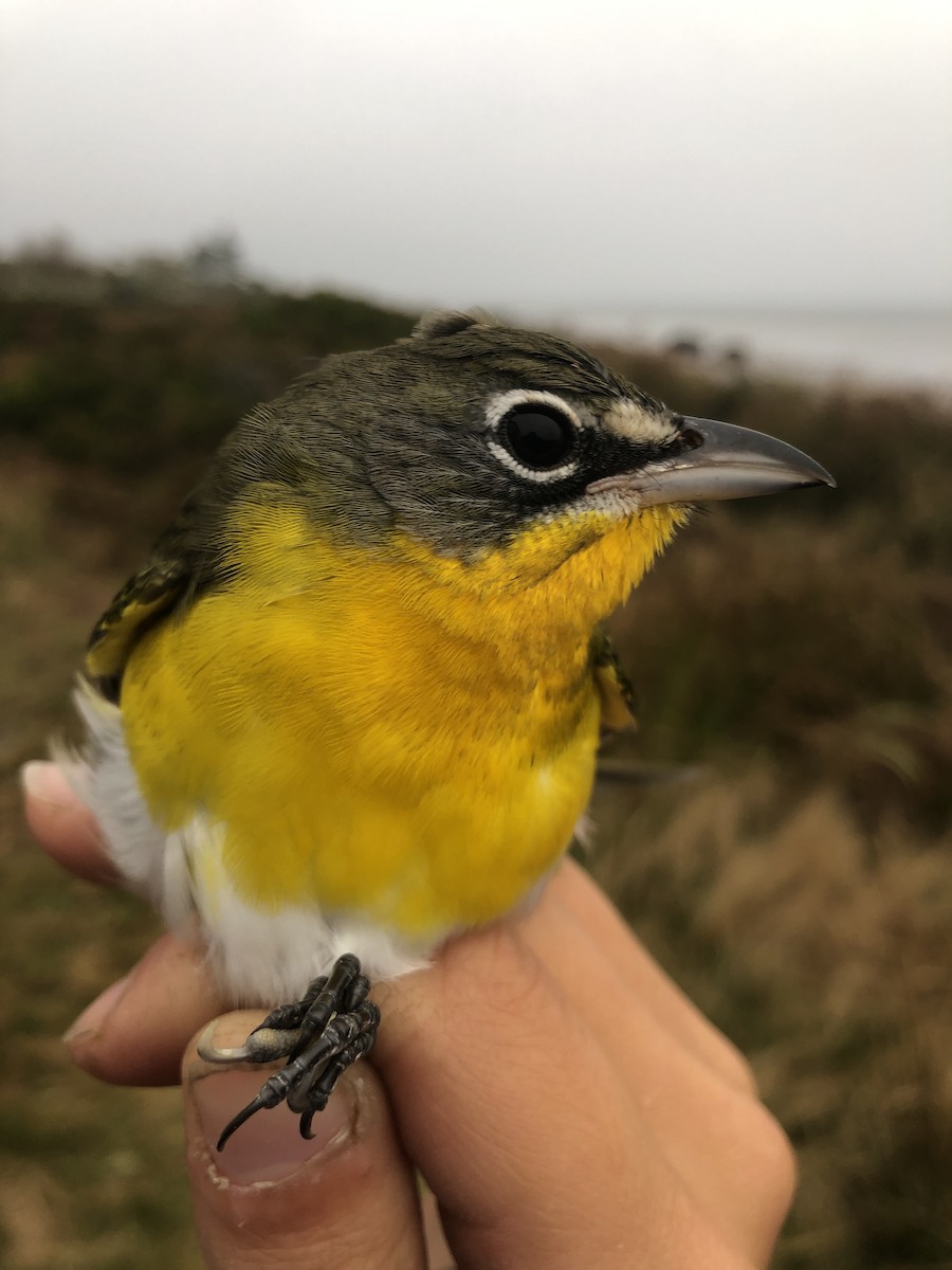 Yellow-breasted Chat - ML179185991