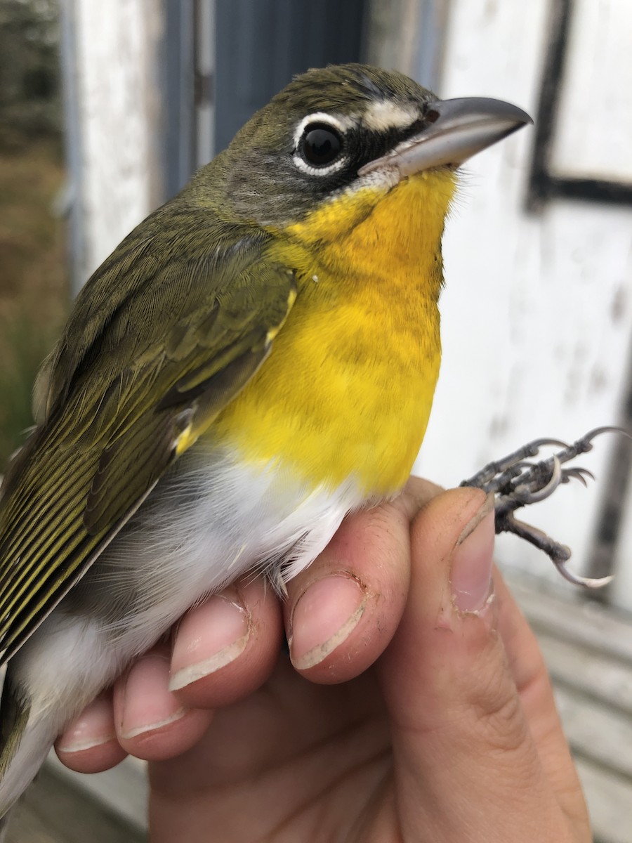 Yellow-breasted Chat - ML179186001