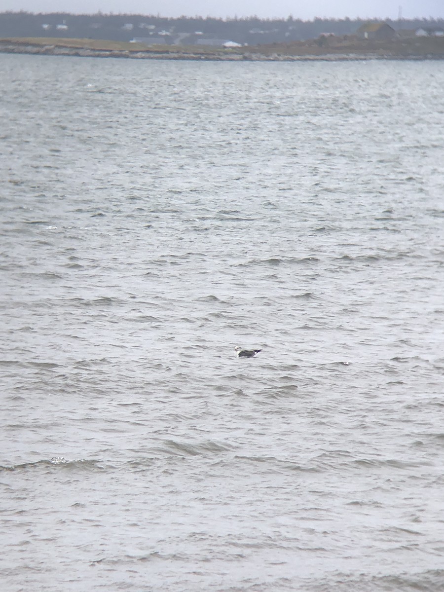Lesser Black-backed Gull - ML179186891