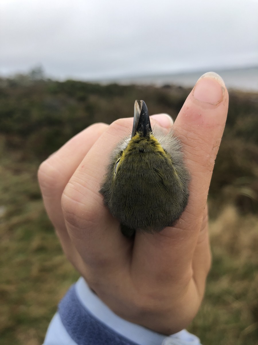 White-eyed Vireo - ML179187231