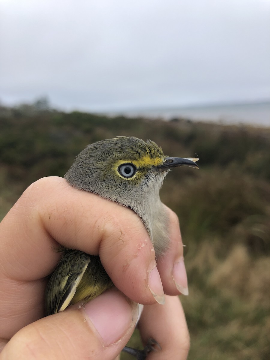 White-eyed Vireo - ML179187271