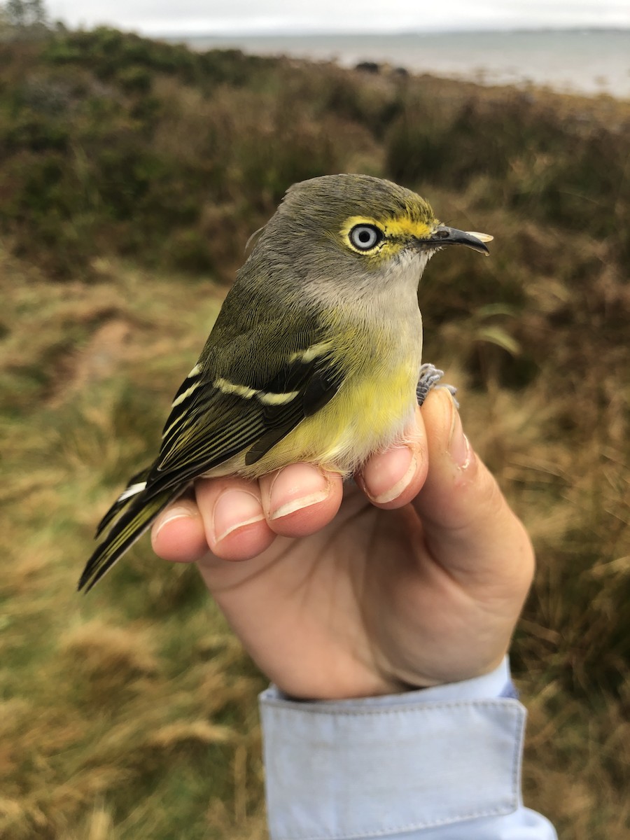 White-eyed Vireo - ML179187301