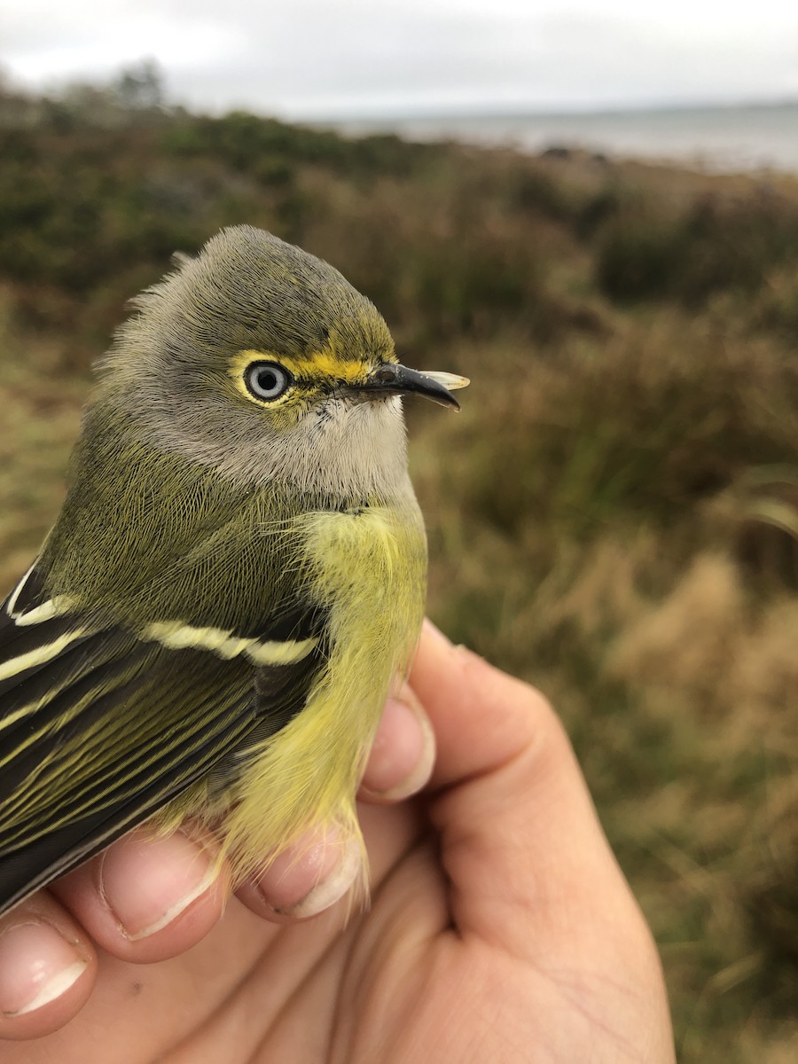 White-eyed Vireo - ML179187311