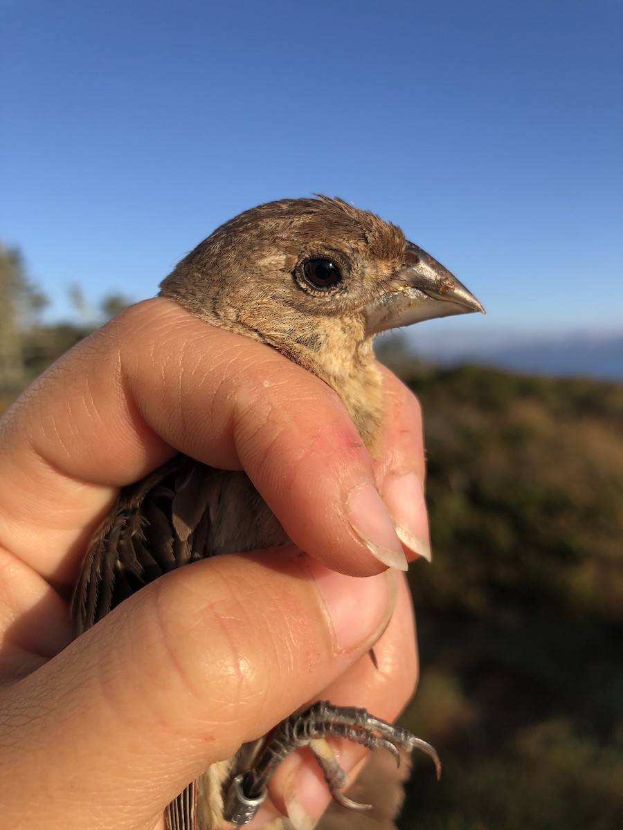 Blue Grosbeak - ML179187421