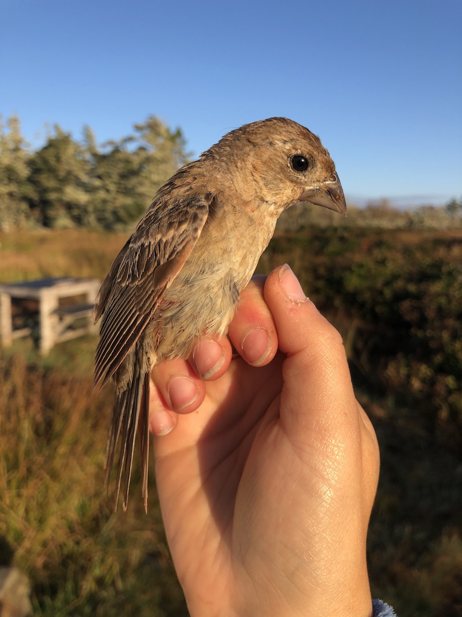 Blue Grosbeak - ML179187641