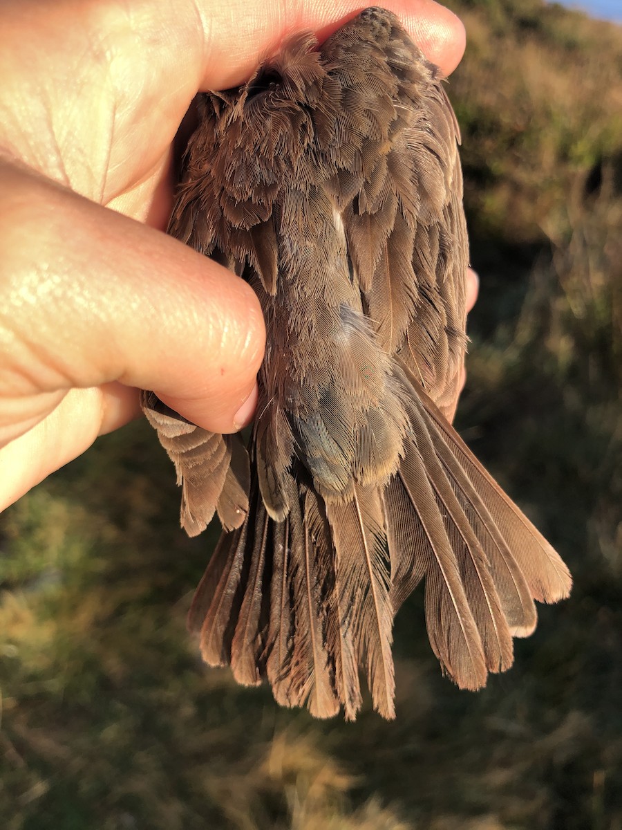 Blue Grosbeak - ML179187671