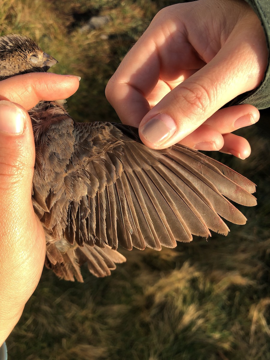 Blue Grosbeak - ML179187711
