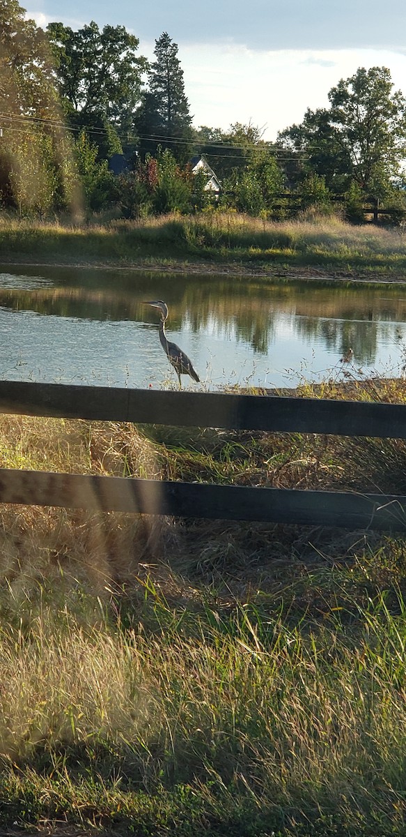 Great Blue Heron - ML179187781