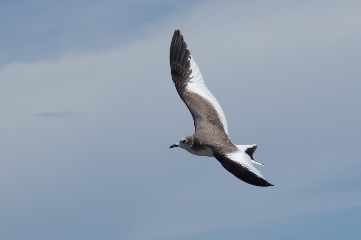 Sabine's Gull - Ben Horstmann