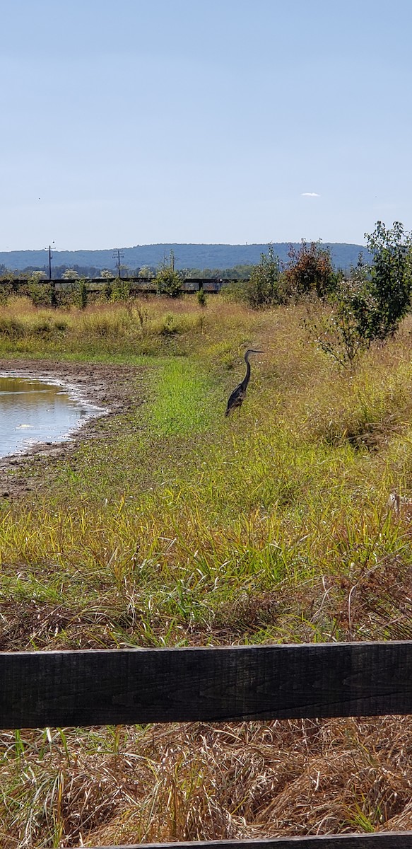 Great Blue Heron - ML179188651